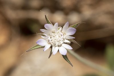 Pterocephalus plumosus, photographed by Eleftherios Katsillis