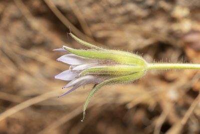 Pterocephalus plumosus, photographed by Eleftherios Katsillis