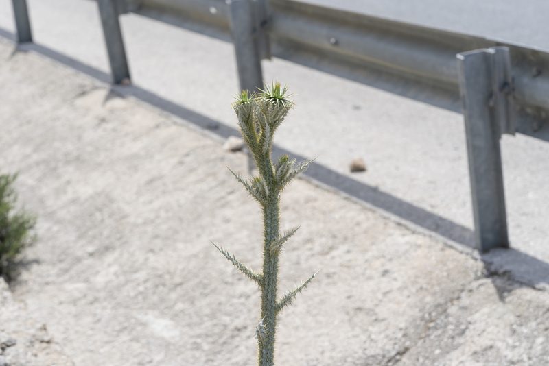 Onopordum bracteatum, photographed by Eleftherios Katsillis