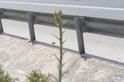 Onopordum bracteatum, photographed by Eleftherios Katsillis