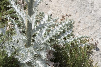 Onopordum bracteatum, photographed by Eleftherios Katsillis