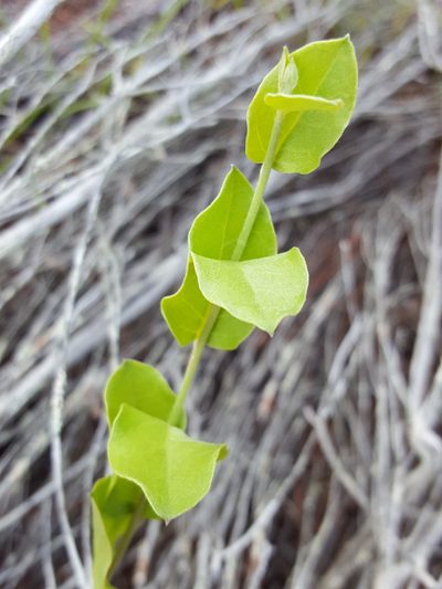 Bonamia grandiflora, photographed by Alex Abair