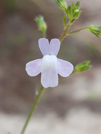 Nuttallanthus floridanus, photographed by Alex Abair