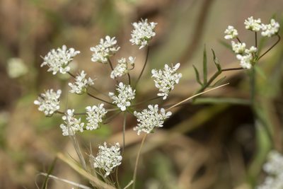 Pimpinella cretica, photographed by Eleftherios Katsillis