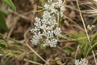 Pimpinella cretica, photographed by Eleftherios Katsillis
