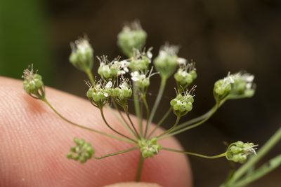 Pimpinella cretica, photographed by Eleftherios Katsillis