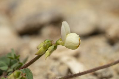 Coronilla cretica, photographed by Eleftherios Katsillis