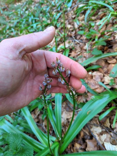 Scilla lilio-hyacinthus, photographed by Denys Vynokurov