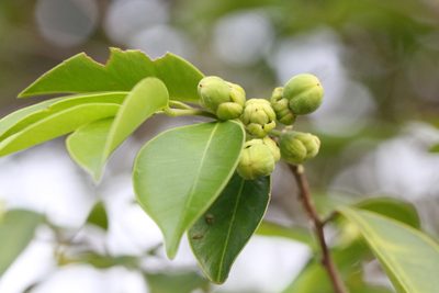 Aquilaria sinensis, photographed by Agnes Trekker