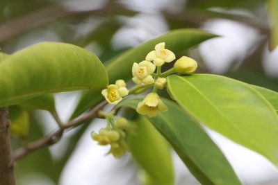 Aquilaria sinensis, photographed by Agnes Trekker