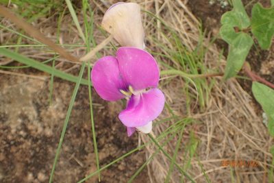 Vigna unguiculata, photographed by Peter Warren