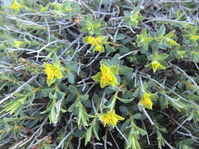 Euphorbia spinosa, photographed by Ben Costamagna