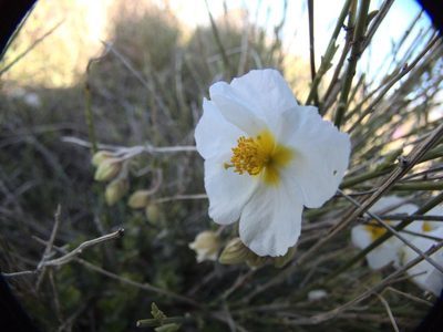 Helianthemum apenninum, photographed by Ben Costamagna
