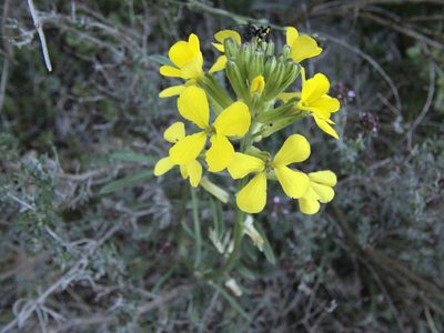 Erysimum rhaeticum, photographed by Ben Costamagna