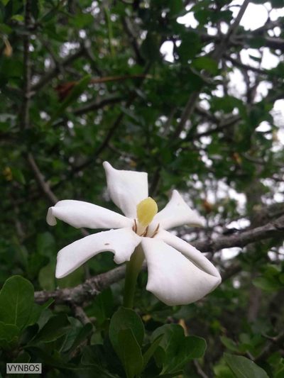 Gardenia cornuta, photographed by Chris Vynbos