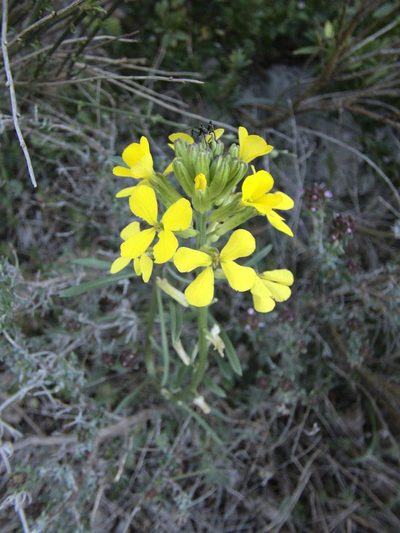 Erysimum rhaeticum, photographed by Ben Costamagna