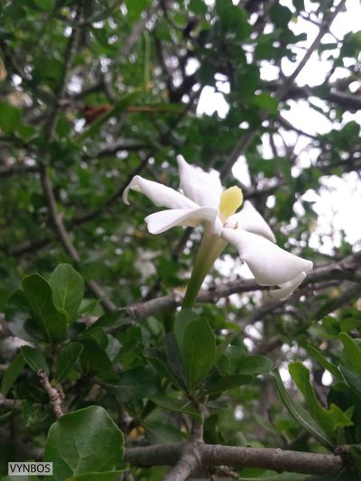 Gardenia cornuta, photographed by Chris Vynbos