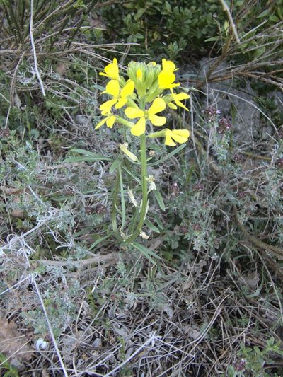 Erysimum rhaeticum, photographed by Ben Costamagna