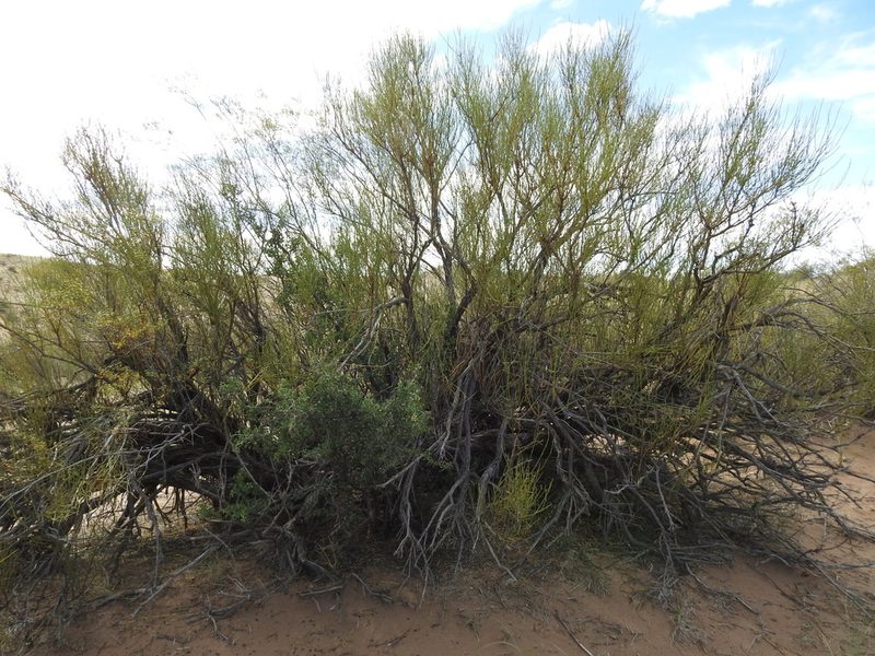 Ephedra boelckei, photographed by Guillermo Debandi