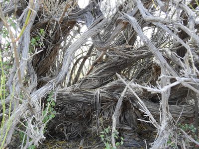 Ephedra boelckei, photographed by Guillermo Debandi