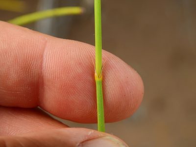 Ephedra boelckei, photographed by Guillermo Debandi