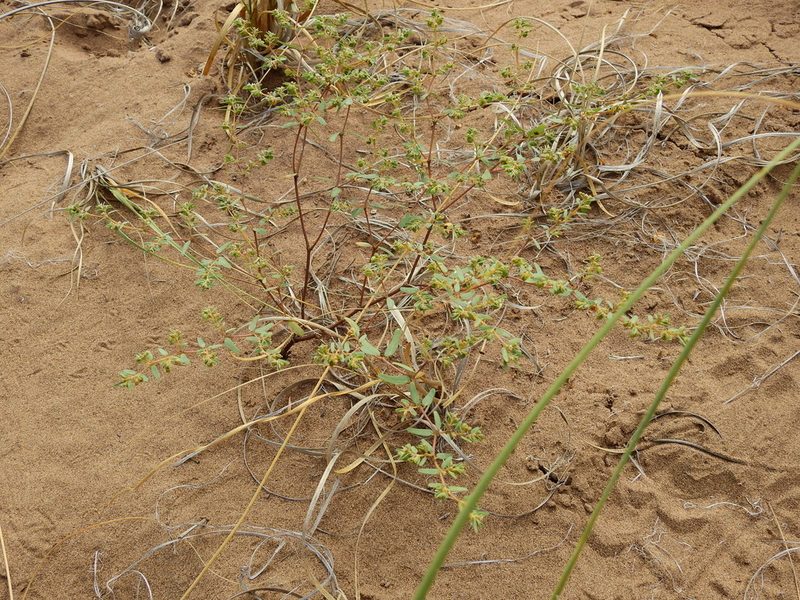 Euphorbia catamarcensis, photographed by Guillermo Debandi