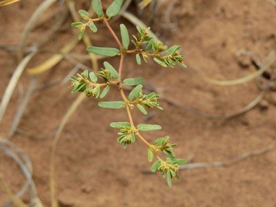 Euphorbia catamarcensis, photographed by Guillermo Debandi