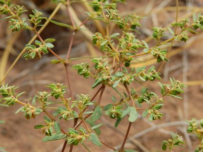 Euphorbia catamarcensis, photographed by Guillermo Debandi