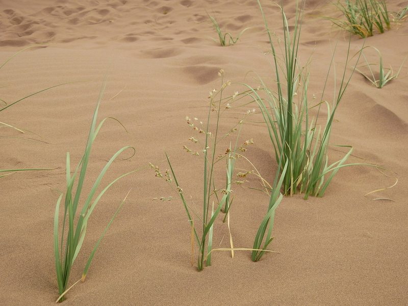 Panicum urvilleanum, photographed by Guillermo Debandi