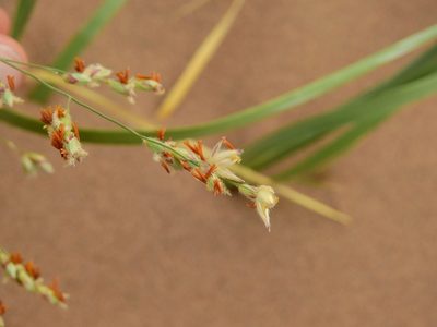 Panicum urvilleanum, photographed by Guillermo Debandi