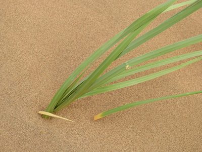 Panicum urvilleanum, photographed by Guillermo Debandi