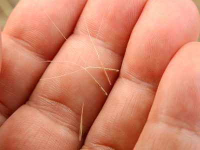 Aristida mendocina, photographed by Guillermo Debandi