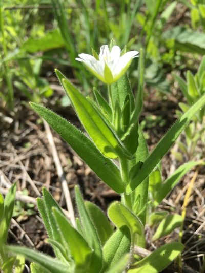 Cerastium nemorale, photographed by Елена Патерикина