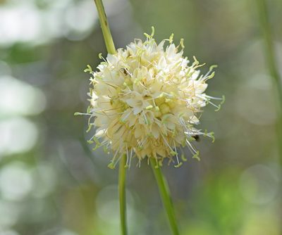 Cephalaria ambrosioides, photographed by Kostas Zontanos