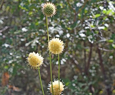 Cephalaria ambrosioides, photographed by Kostas Zontanos