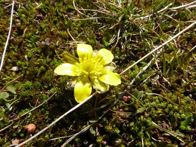 Ranunculus enysii, photographed by Thibaud Aronson
