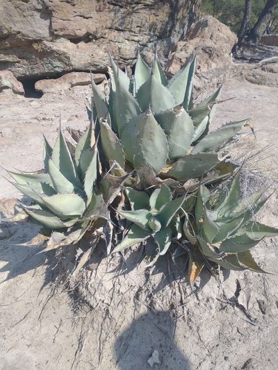 Agave flexispina, photographed by Juan Cruzado Cortés