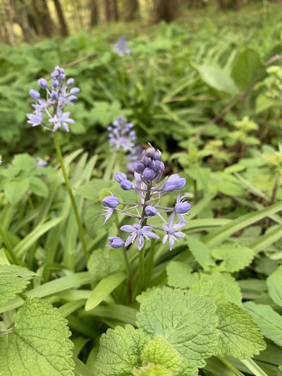 Hyacinthoides italica, photographed by Line Juul Nielsen