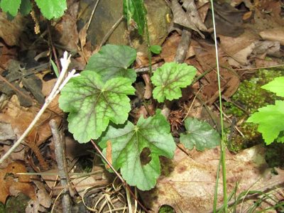 Heuchera caroliniana, photographed by jfox16