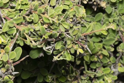 Rhamnus pichleri, photographed by Eleftherios Katsillis