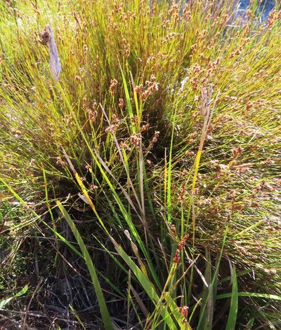 Bobartia gladiata, photographed by linkie