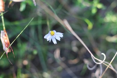 Felicia aethiopica, photographed by Paul Hoekman