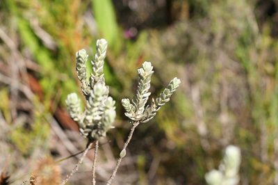 Gnidia imbricata, photographed by Paul Hoekman