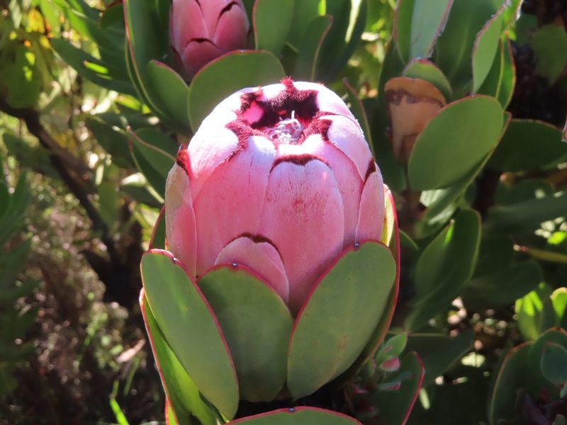 Protea stokoei, photographed by linkie