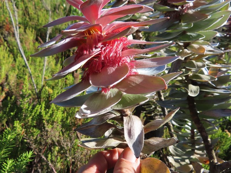 Mimetes argenteus, photographed by linkie