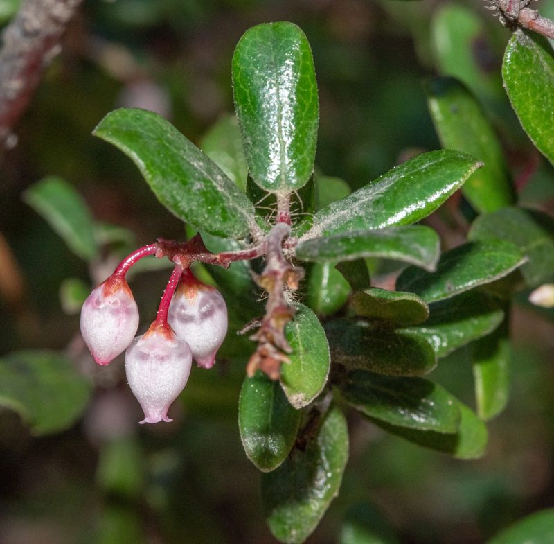 Arctostaphylos nummularia, photographed by Don Loarie