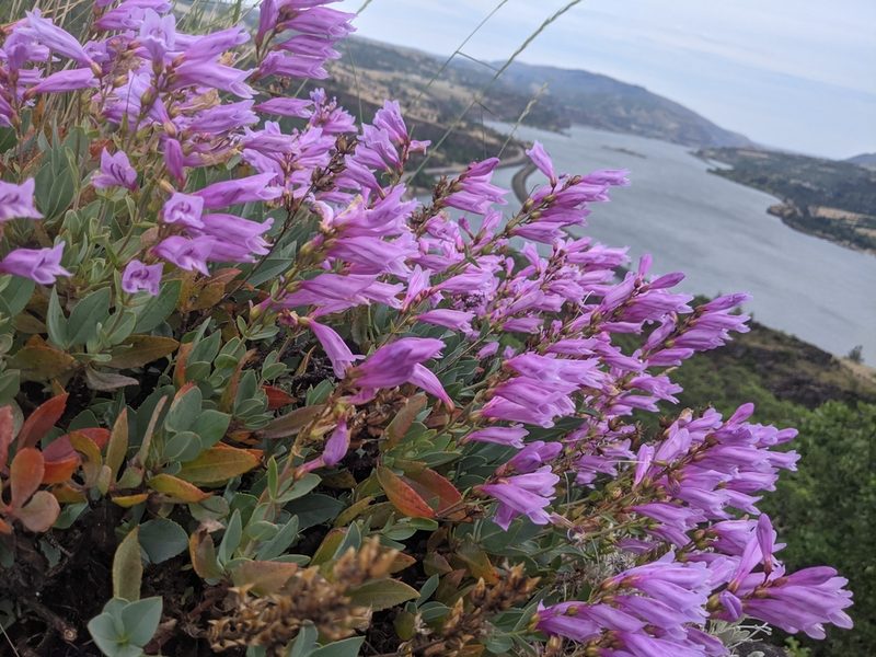 Penstemon barrettiae, photographed by Elliot Kulakow
