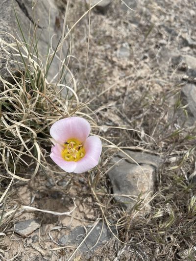 Calochortus ciscoensis, photographed by spinozie