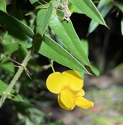 Podolobium aciculiferum, photographed by Greg Tasney