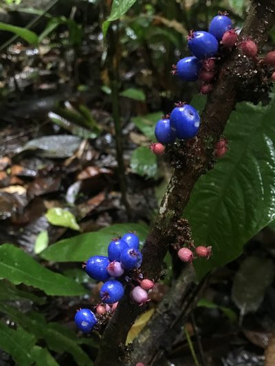 Miconia trichocalyx, photographed by Nicolás Baresch Uribe